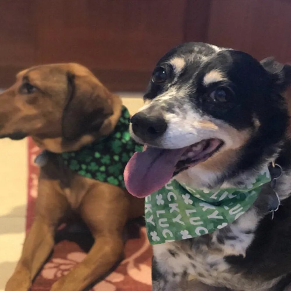 Green Clover Dog Bandana: St. Patrick's Day, Washable Cotton, Pet Saliva Accessory.